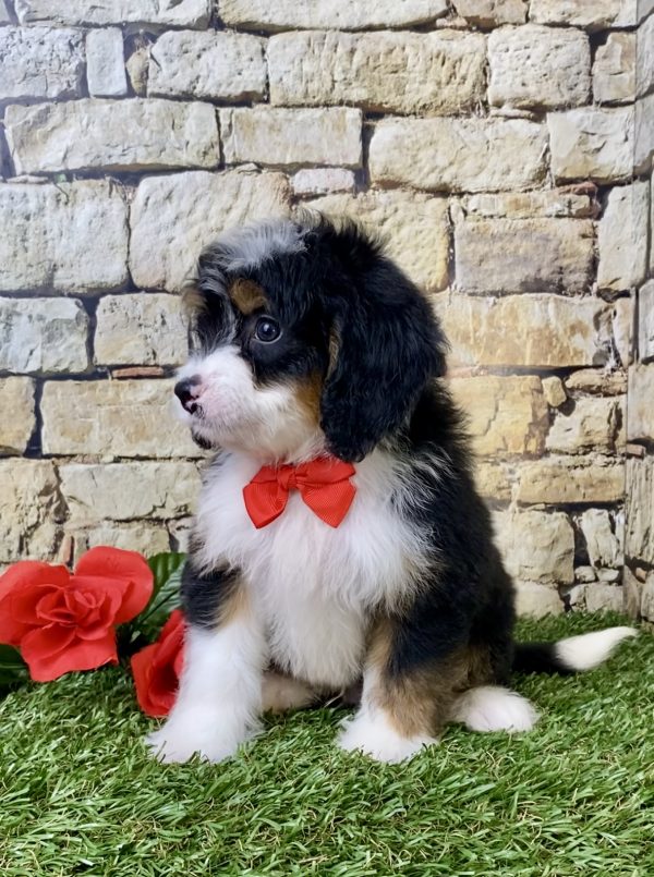 Mr. Garth the Mini-Bernedoodle - Image 3