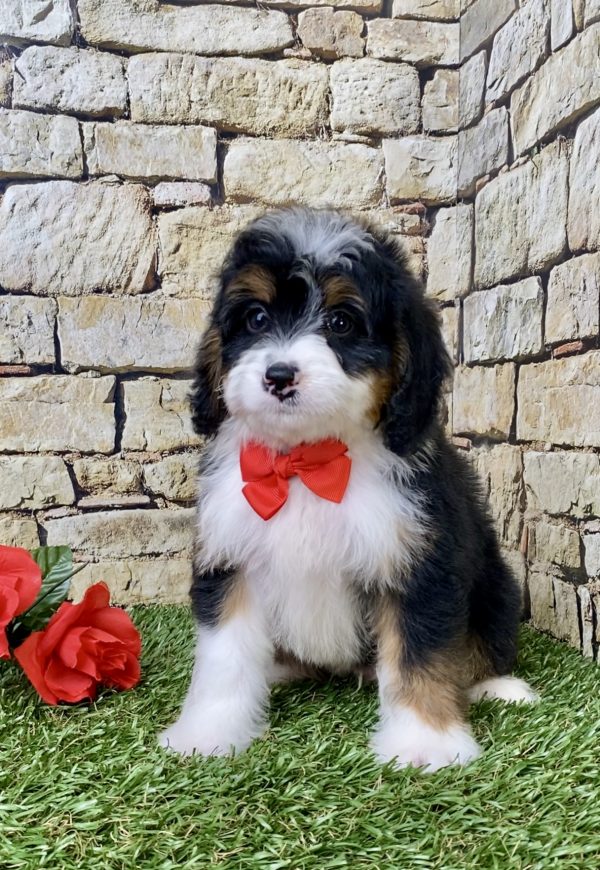 Mr. Garth the Mini-Bernedoodle - Image 4