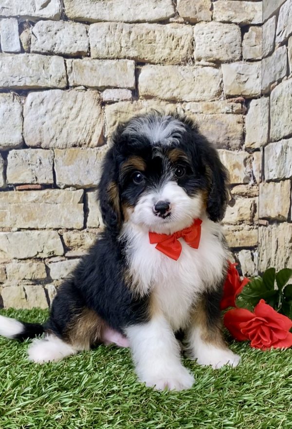 Mr. Garth the Mini-Bernedoodle puppy