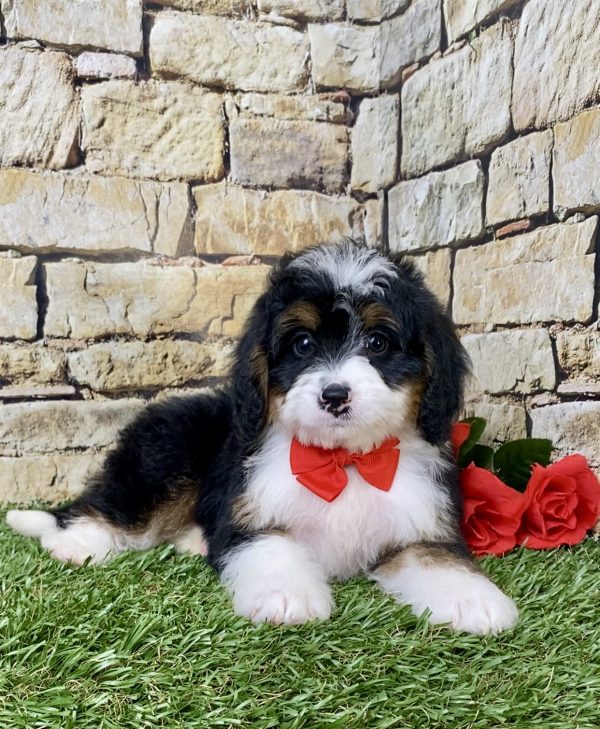 Mr. Garth the Mini-Bernedoodle - Image 5
