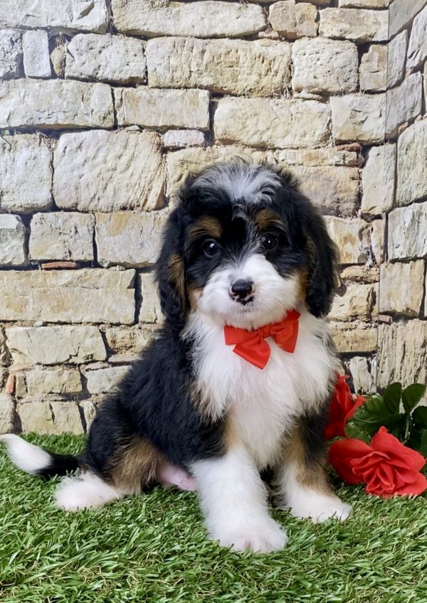 Mr. Garth the Mini-Bernedoodle - Image 6