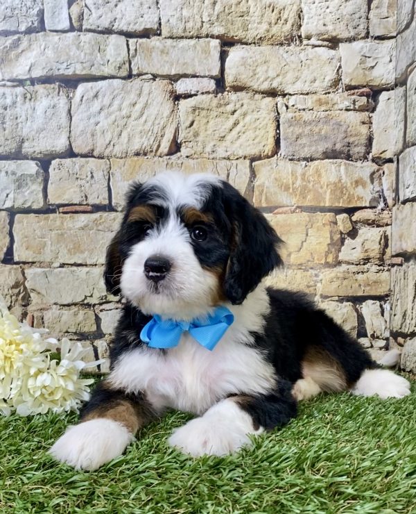 Mr. George the Mini-Bernedoodle - Image 2