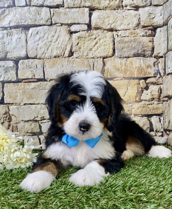 Mr. George the Mini-Bernedoodle - Image 3