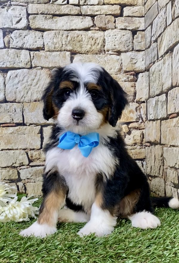 Mr. George the Mini-Bernedoodle - Image 4