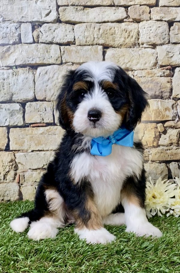 Mr. George the Mini-Bernedoodle puppy