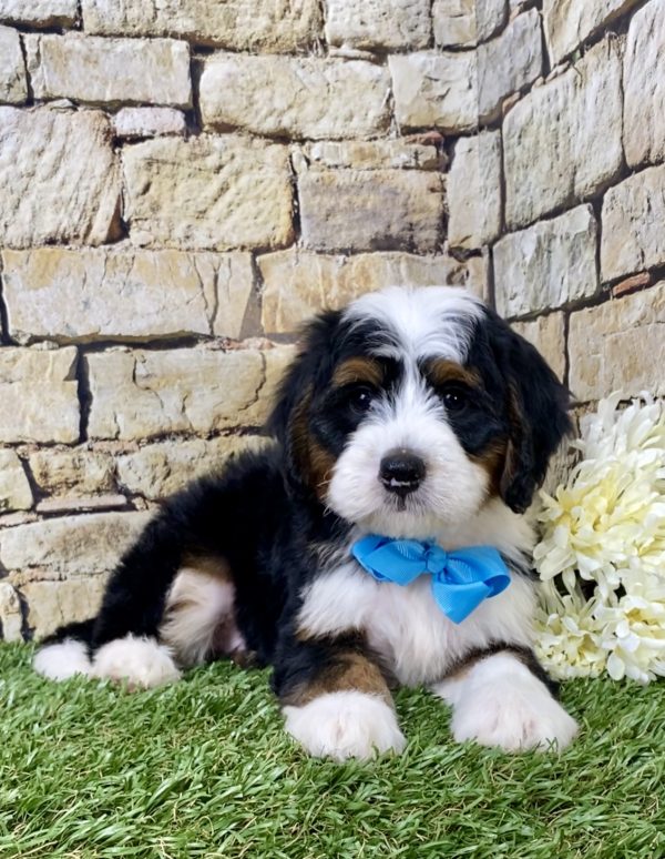Mr. George the Mini-Bernedoodle - Image 5