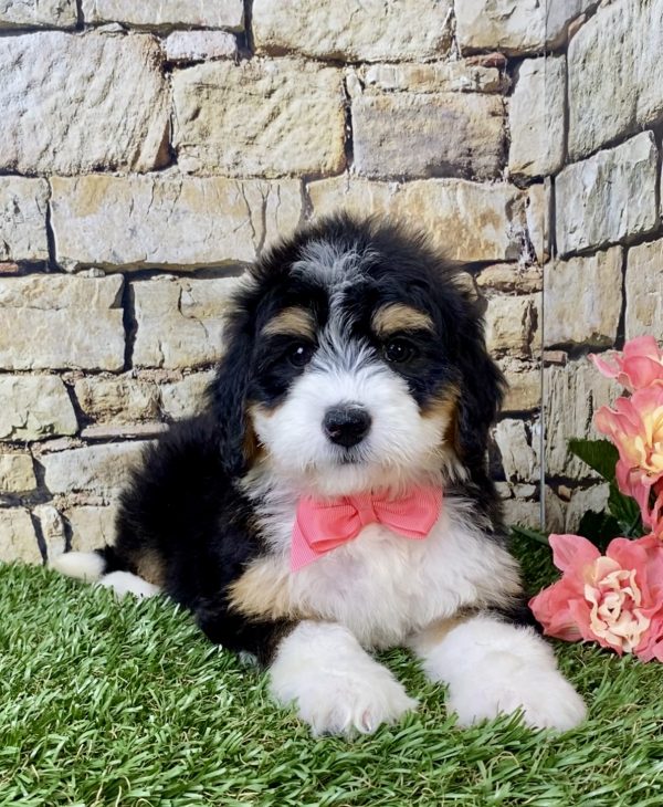 Ms. Hailey the Mini-Bernedoodle - Image 2