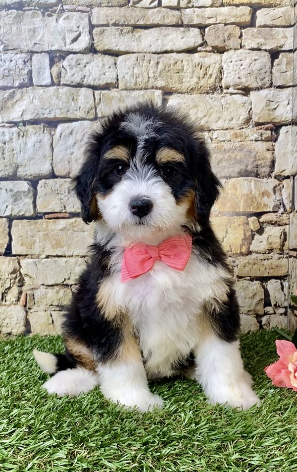 Ms. Hailey the Mini-Bernedoodle - Image 5