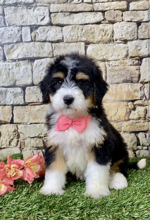 Ms. Hailey the Mini-Bernedoodle puppy