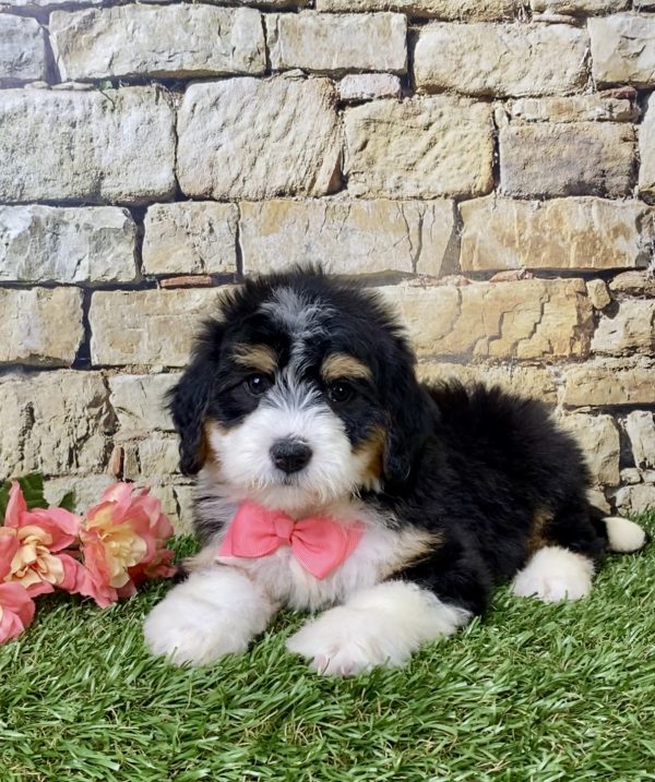 Ms. Hailey the Mini-Bernedoodle - Image 4
