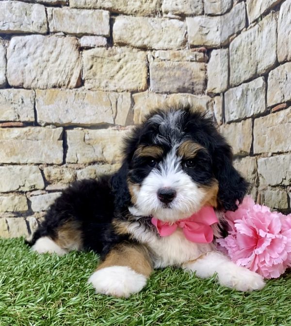 Ms. Harper the Mini-Bernedoodle - Image 2