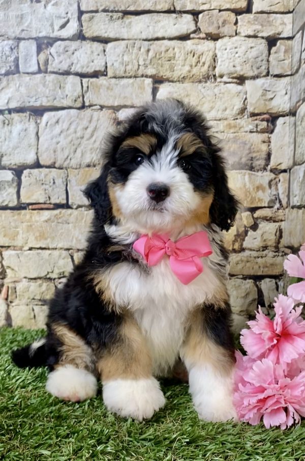 Ms. Harper the Mini-Bernedoodle - Image 3