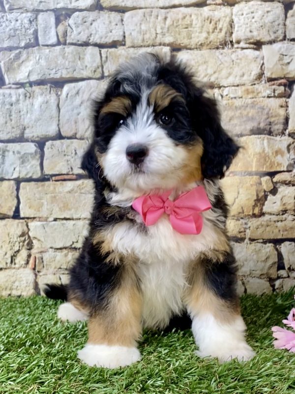 Ms. Harper the Mini-Bernedoodle - Image 4