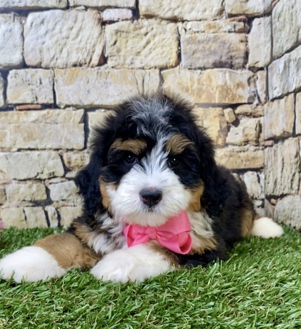 Ms. Harper the Mini-Bernedoodle - Image 5