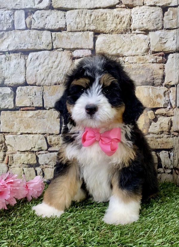 Ms. Harper the Mini-Bernedoodle puppy