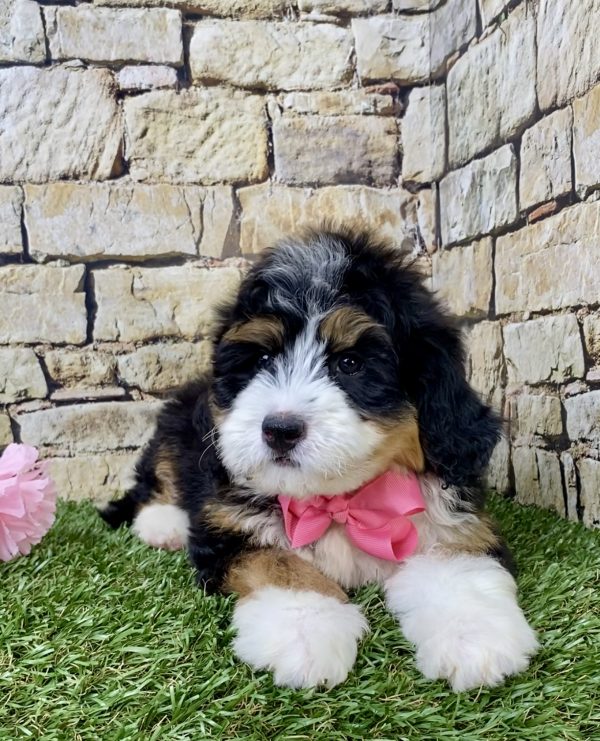 Ms. Harper the Mini-Bernedoodle - Image 6