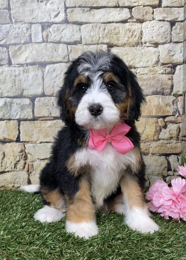 Ms. Gloria the Mini-Bernedoodle - Image 2