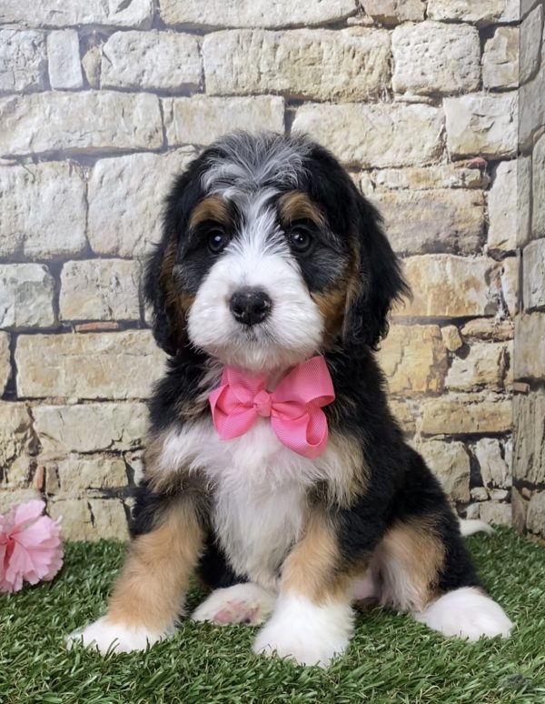 Ms. Gloria the Mini-Bernedoodle - Image 3