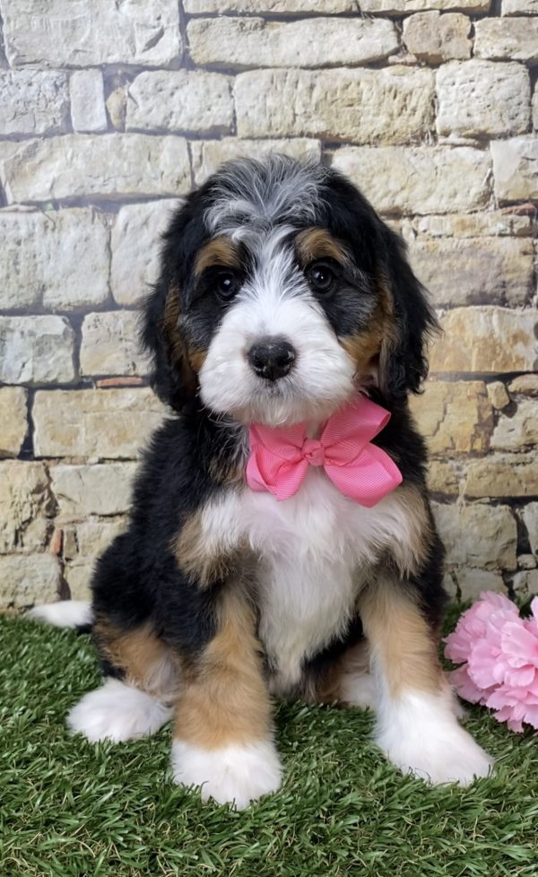 Ms. Gloria the Mini-Bernedoodle puppy