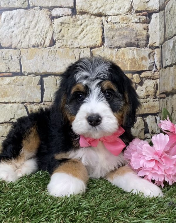 Ms. Gloria the Mini-Bernedoodle - Image 4