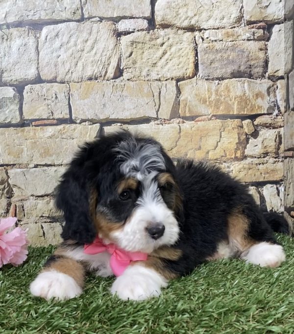 Ms. Gloria the Mini-Bernedoodle - Image 5