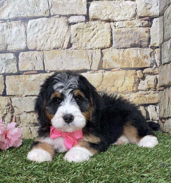 Ms. Gloria the Mini-Bernedoodle - Image 6