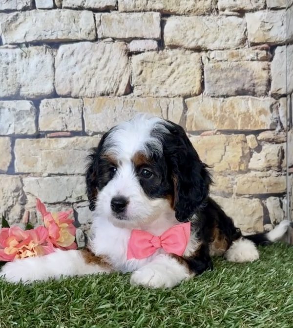 Ms. Lisa The Mini-Bernedoodle - Image 2
