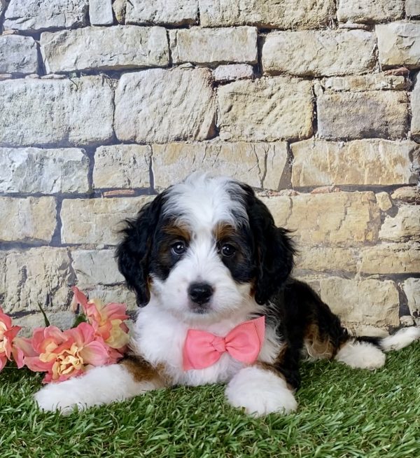 Ms. Lisa The Mini-Bernedoodle - Image 3