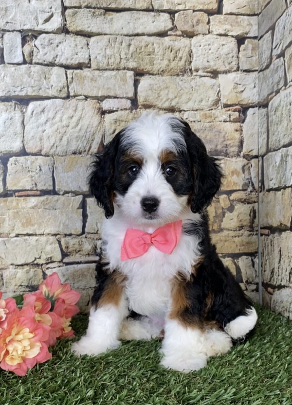 Ms. Lisa The Mini-Bernedoodle - Image 4