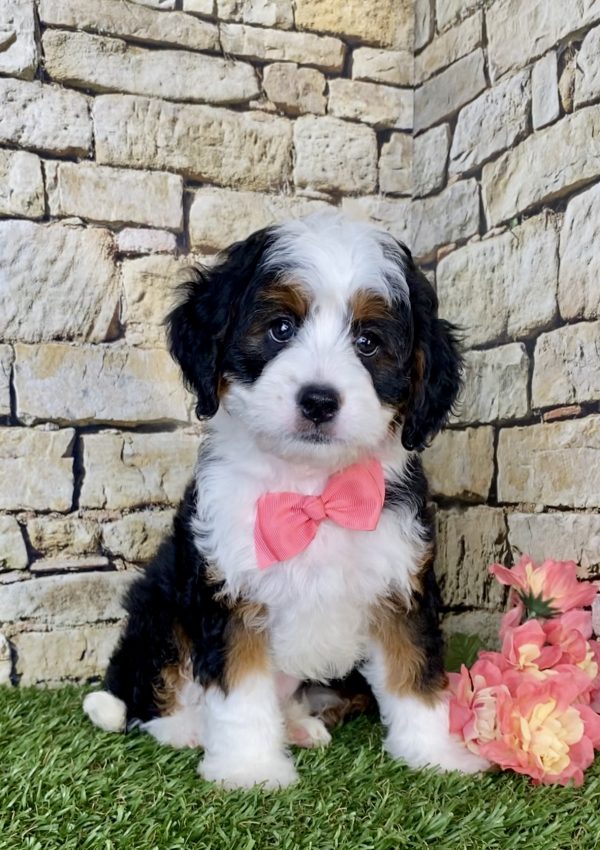 Ms. Lisa The Mini-Bernedoodle - Image 5