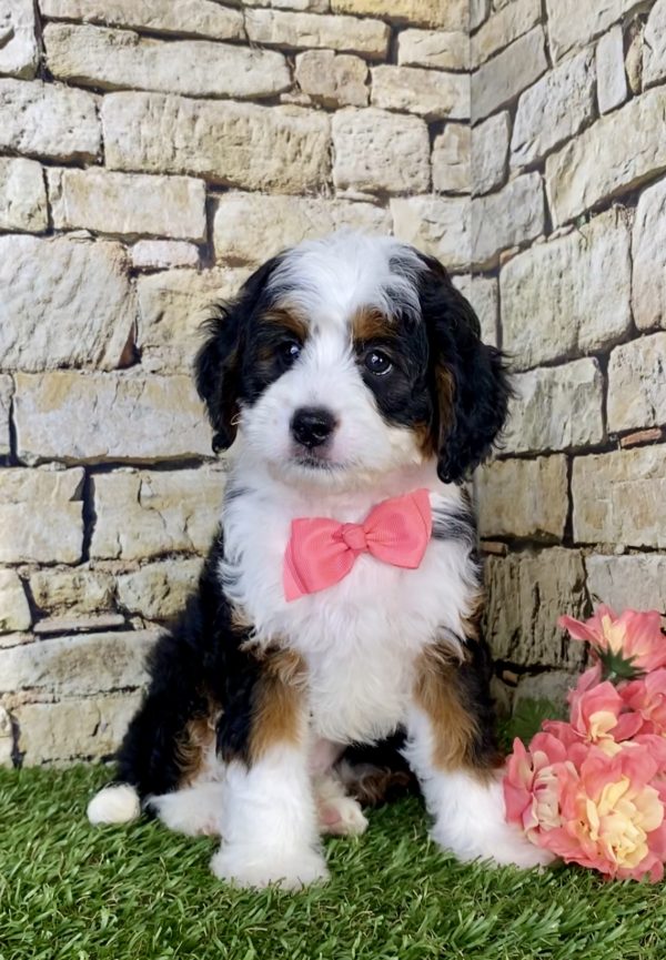 Ms. Lisa The Mini-Bernedoodle puppy