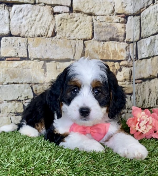 Ms. Lisa The Mini-Bernedoodle - Image 6