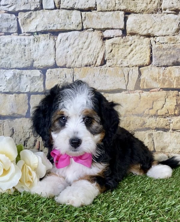 Ms. Lori The Mini-Bernedoodle - Image 2
