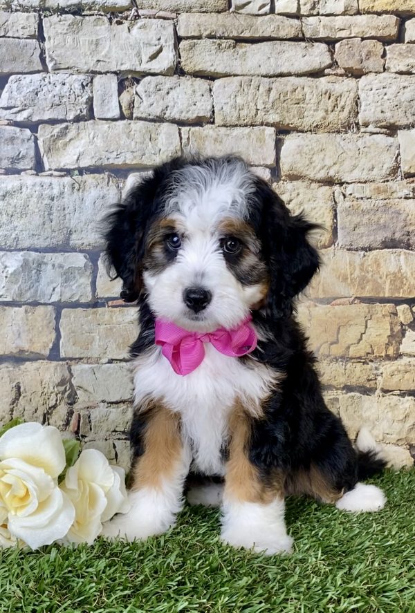Ms. Lori The Mini-Bernedoodle - Image 3