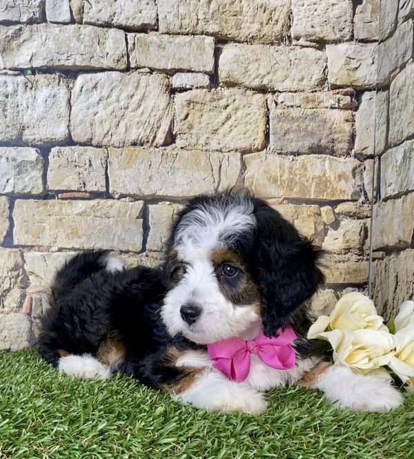 Ms. Lori The Mini-Bernedoodle - Image 4