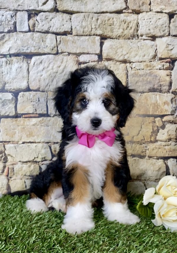 Ms. Lori The Mini-Bernedoodle - Image 5