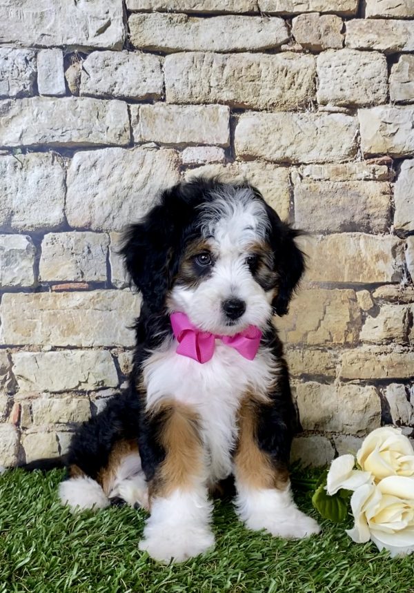 Ms. Lori The Mini-Bernedoodle puppy