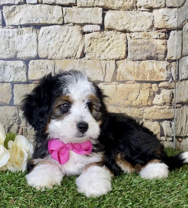 Ms. Lori The Mini-Bernedoodle - Image 6