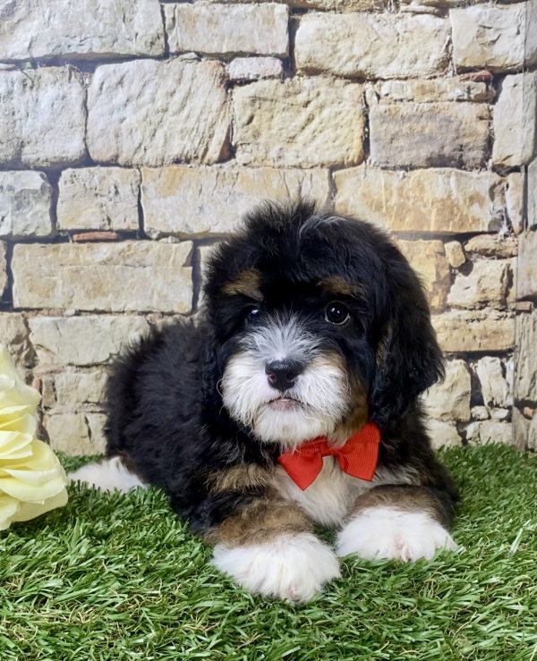 Mr. Hans the Mini-Bernedoodle - Image 2