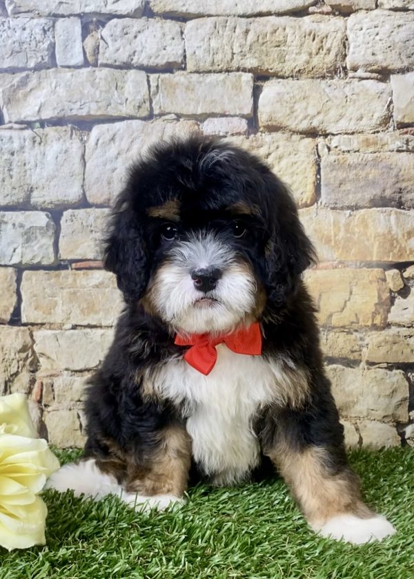 Mr. Hans the Mini-Bernedoodle - Image 3