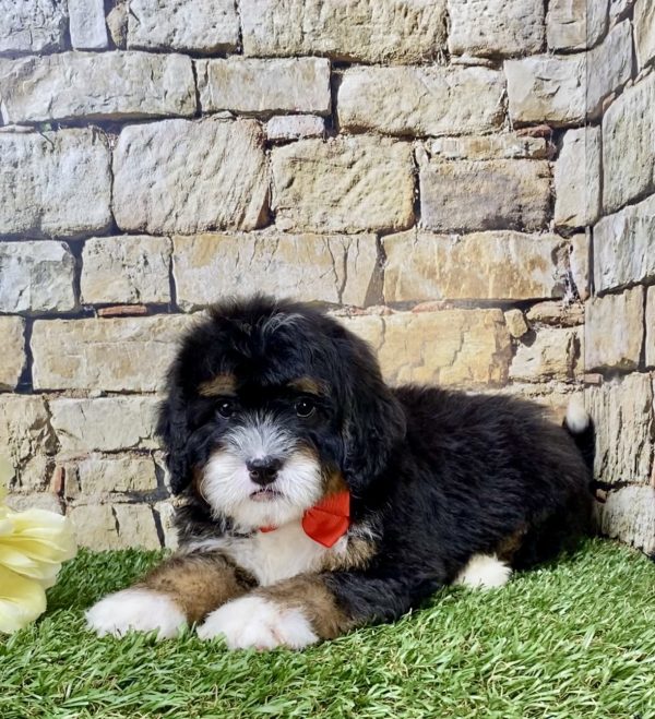 Mr. Hans the Mini-Bernedoodle - Image 5