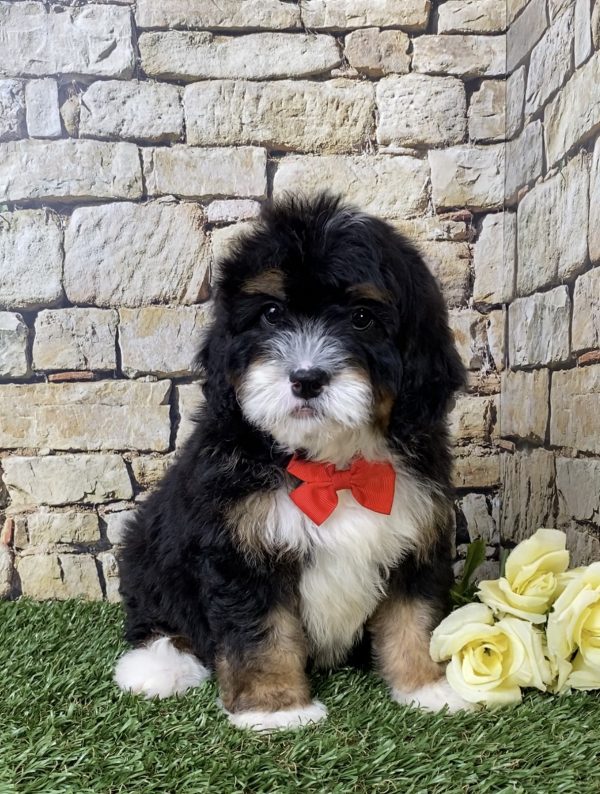 Mr. Hans the Mini-Bernedoodle - Image 6