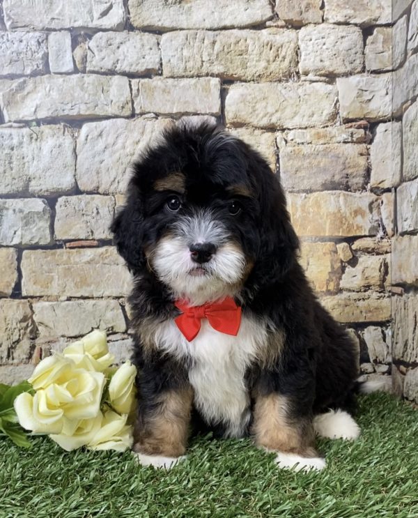 Mr. Hans the Mini-Bernedoodle puppy
