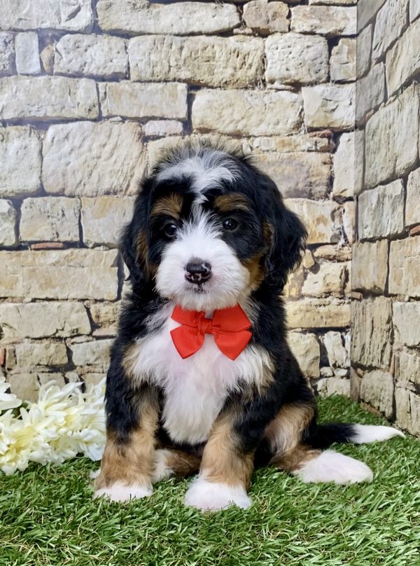 Mr. Gus the Mini-Bernedoodle - Image 5