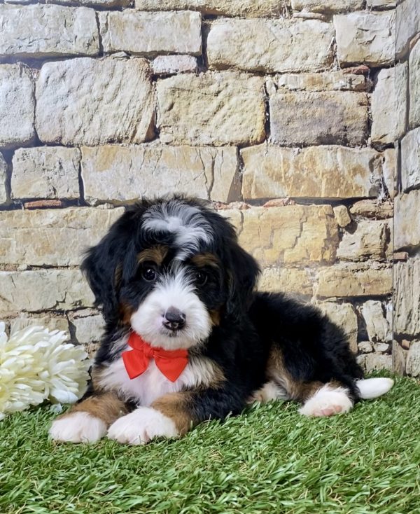 Mr. Gus the Mini-Bernedoodle - Image 6