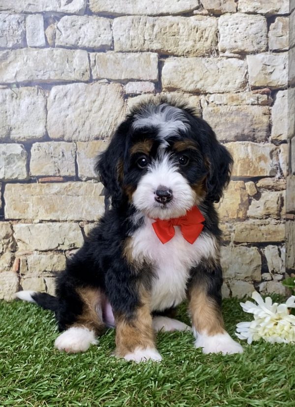 Mr. Gus the Mini-Bernedoodle puppy