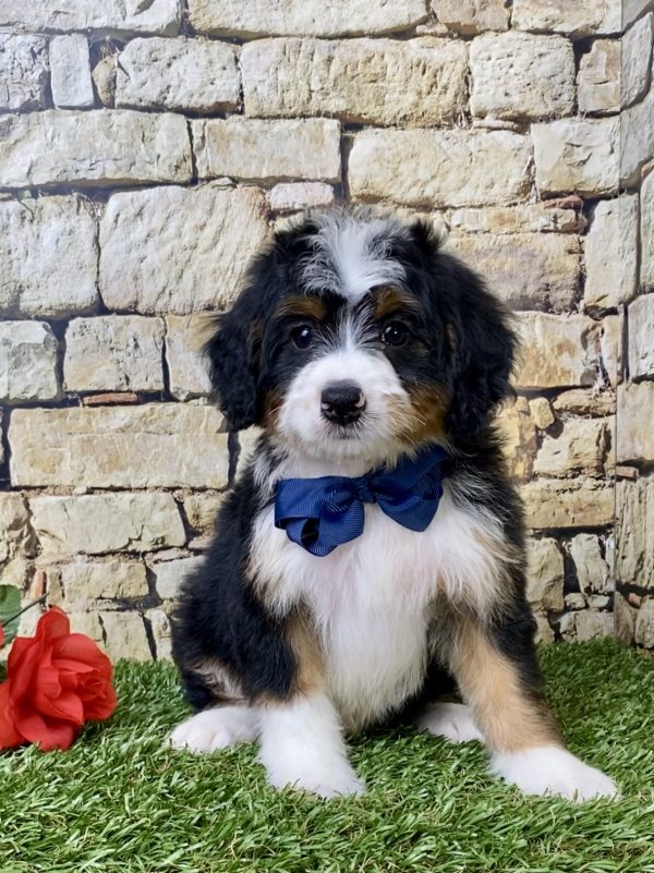 Mr. Gabe the Mini-Bernedoodle - Image 2