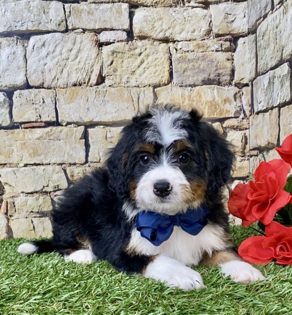 Mr. Gabe the Mini-Bernedoodle - Image 3