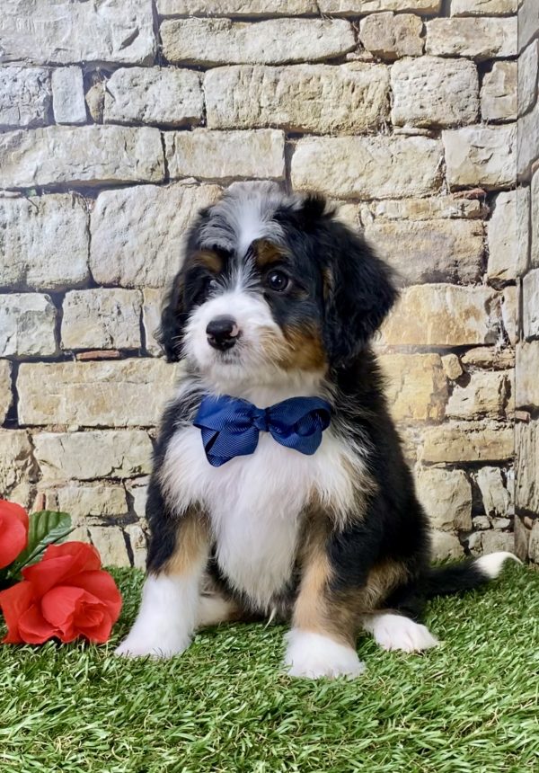 Mr. Gabe the Mini-Bernedoodle - Image 4