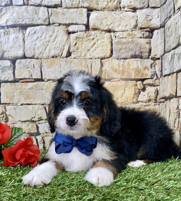 Mr. Gabe the Mini-Bernedoodle - Image 5